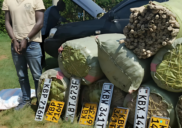 Trafficker Arrested in Oruba with Bhang Worth Over Sh13 Million in Police Sting